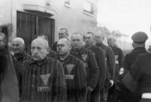 photograph of Nazi concentration camp, men in prisoner uniforms with a pink triangle on ID number on them, are marching in line.